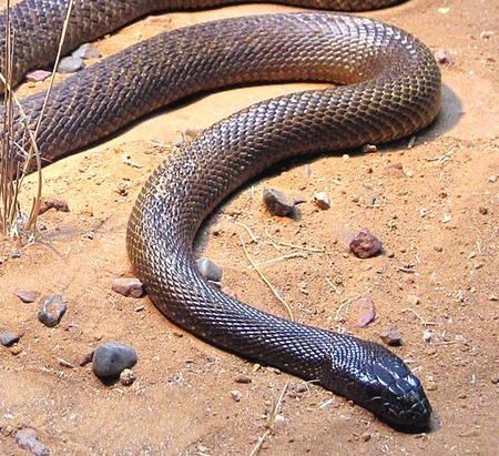 inland taipan snake